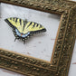 Tiger Swallowtail