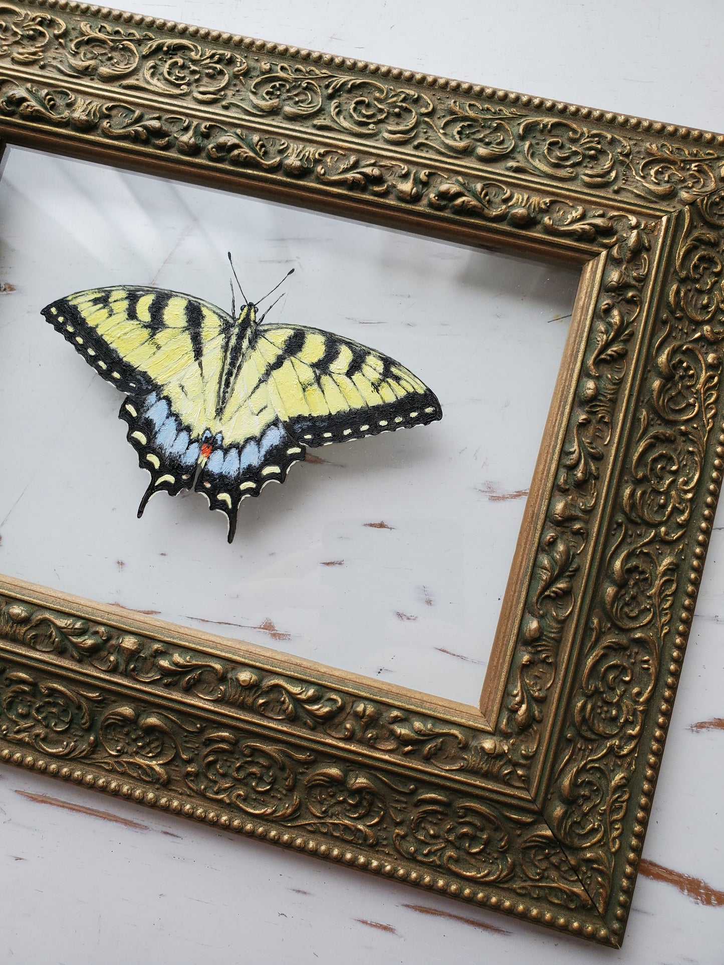Tiger Swallowtail
