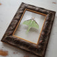 Luna Moth