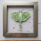 Luna Moth
