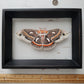 Cecropia Moth