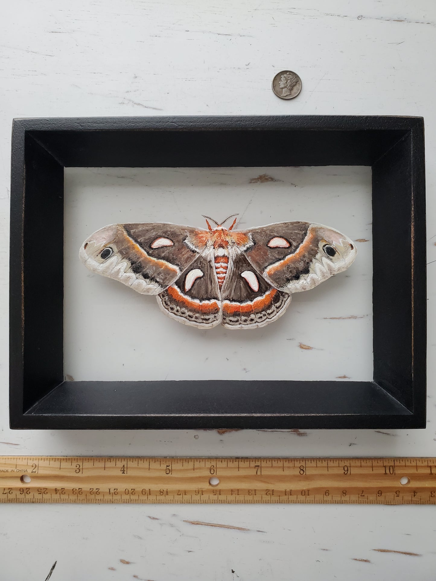 Cecropia Moth