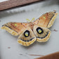 Polyphemus Moth