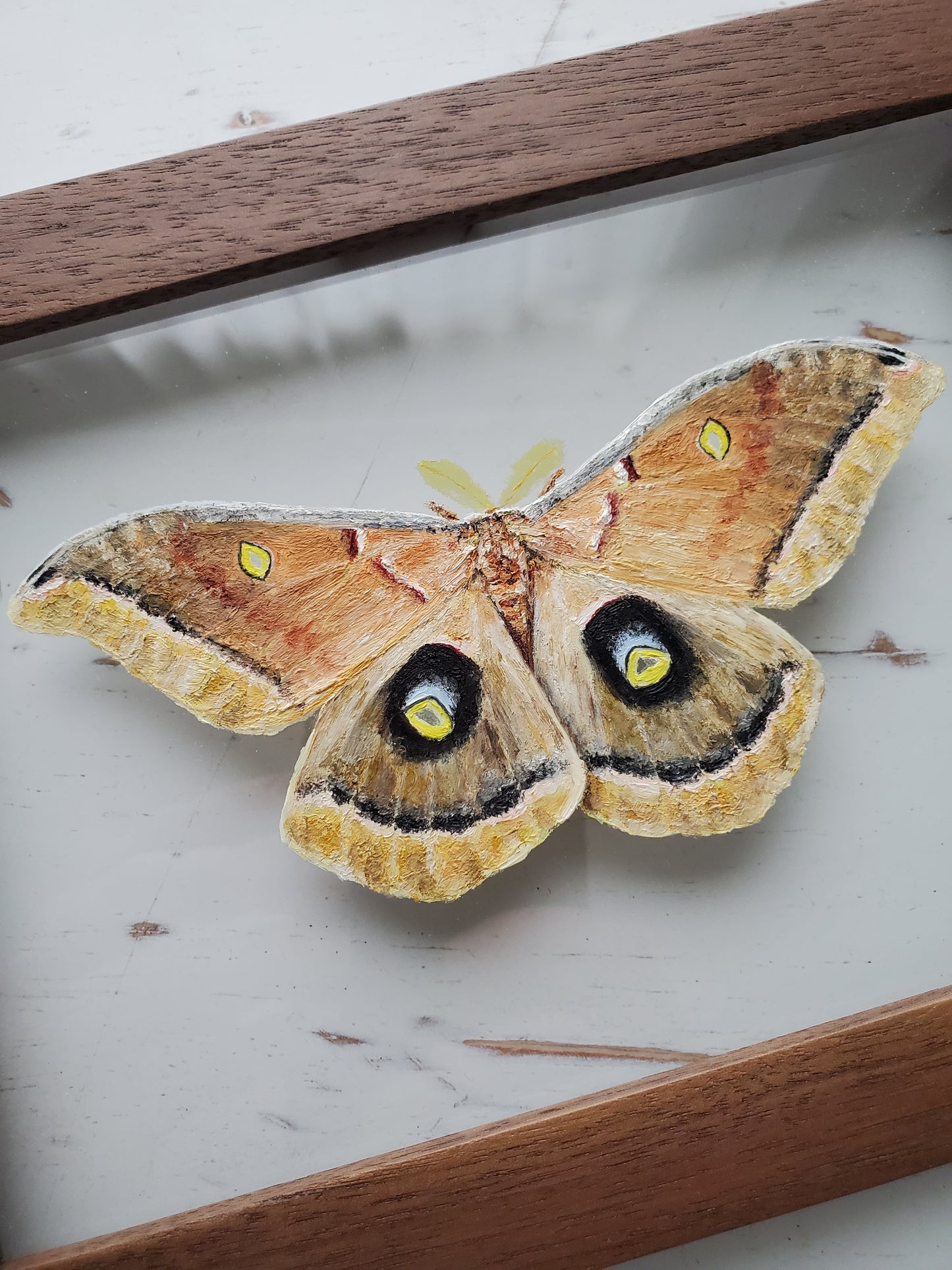 Polyphemus Moth