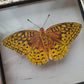 Great Spangled Fritillary