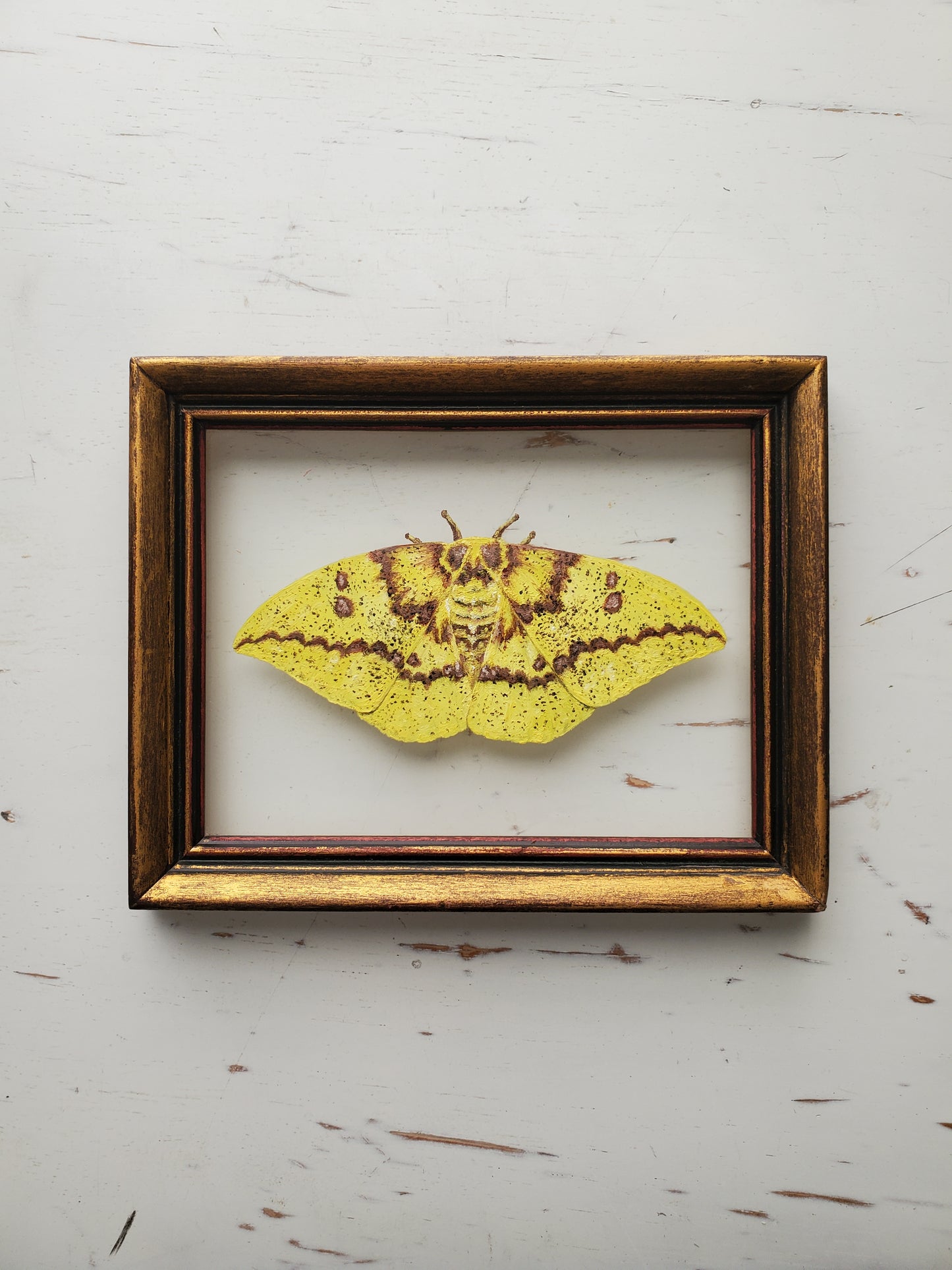 Imperial Moth