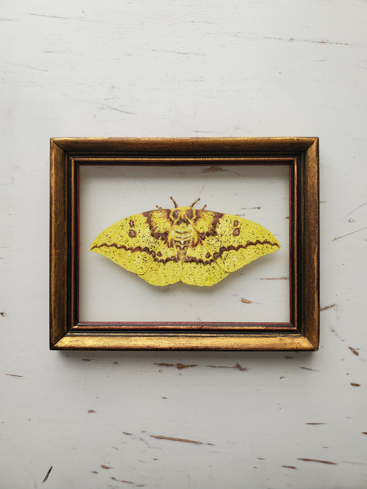 Imperial Moth