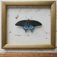 Pipevine Swallowtail