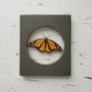 Monarch