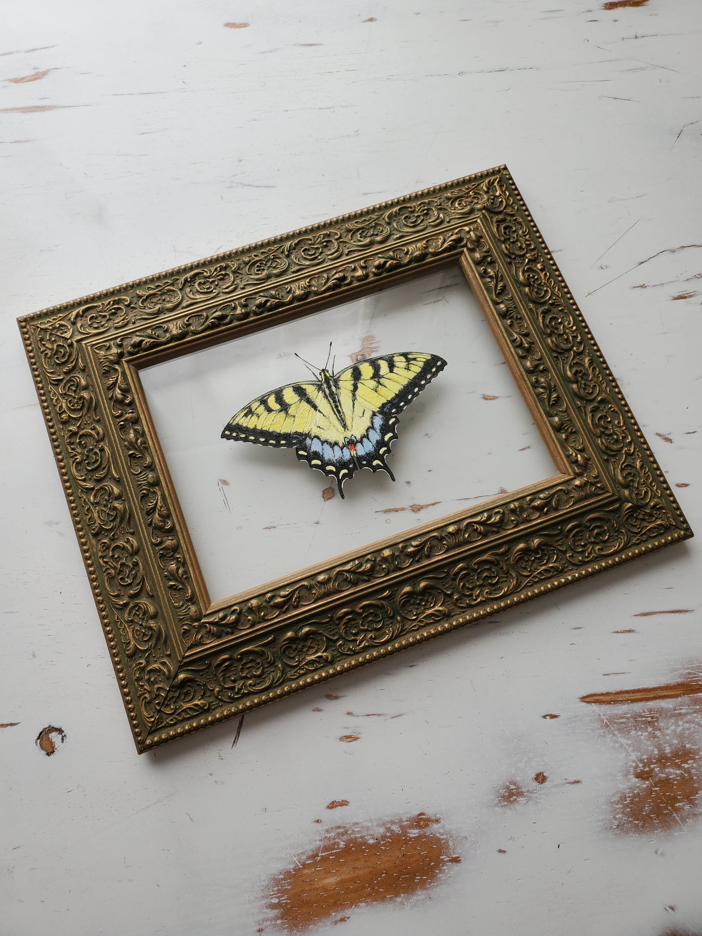 Tiger Swallowtail