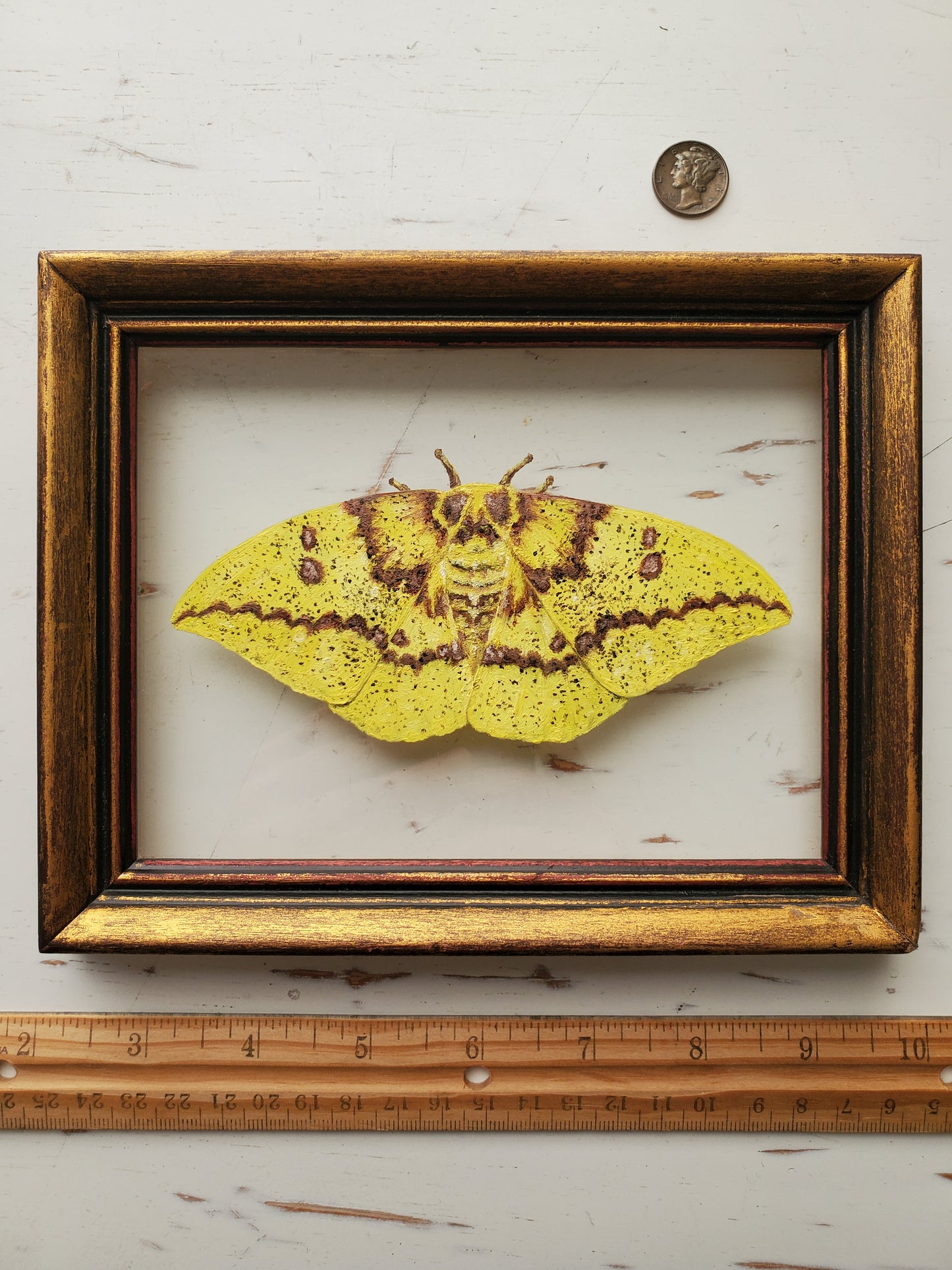 Imperial Moth