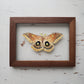 Polyphemus Moth