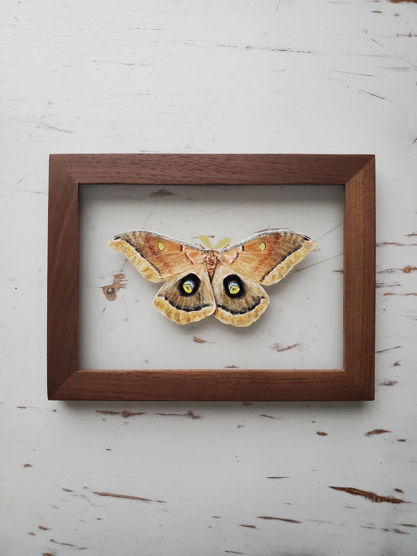 Polyphemus Moth