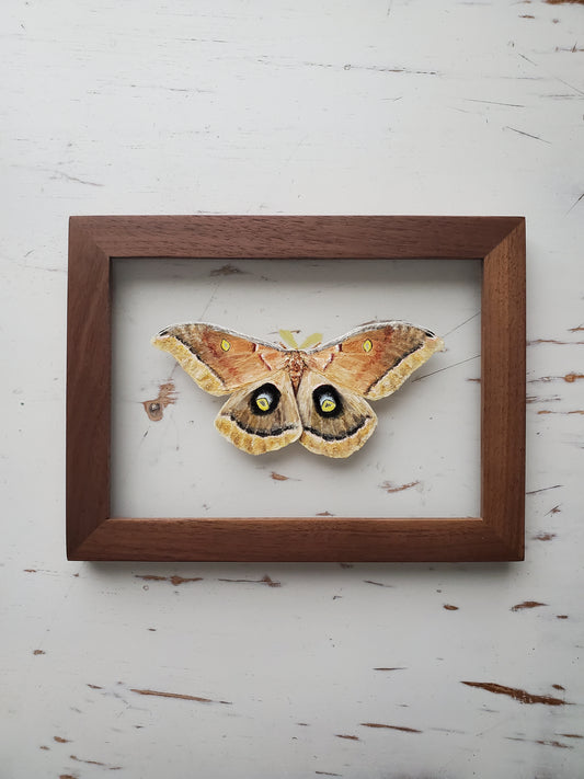 Polyphemus Moth