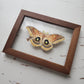 Polyphemus Moth
