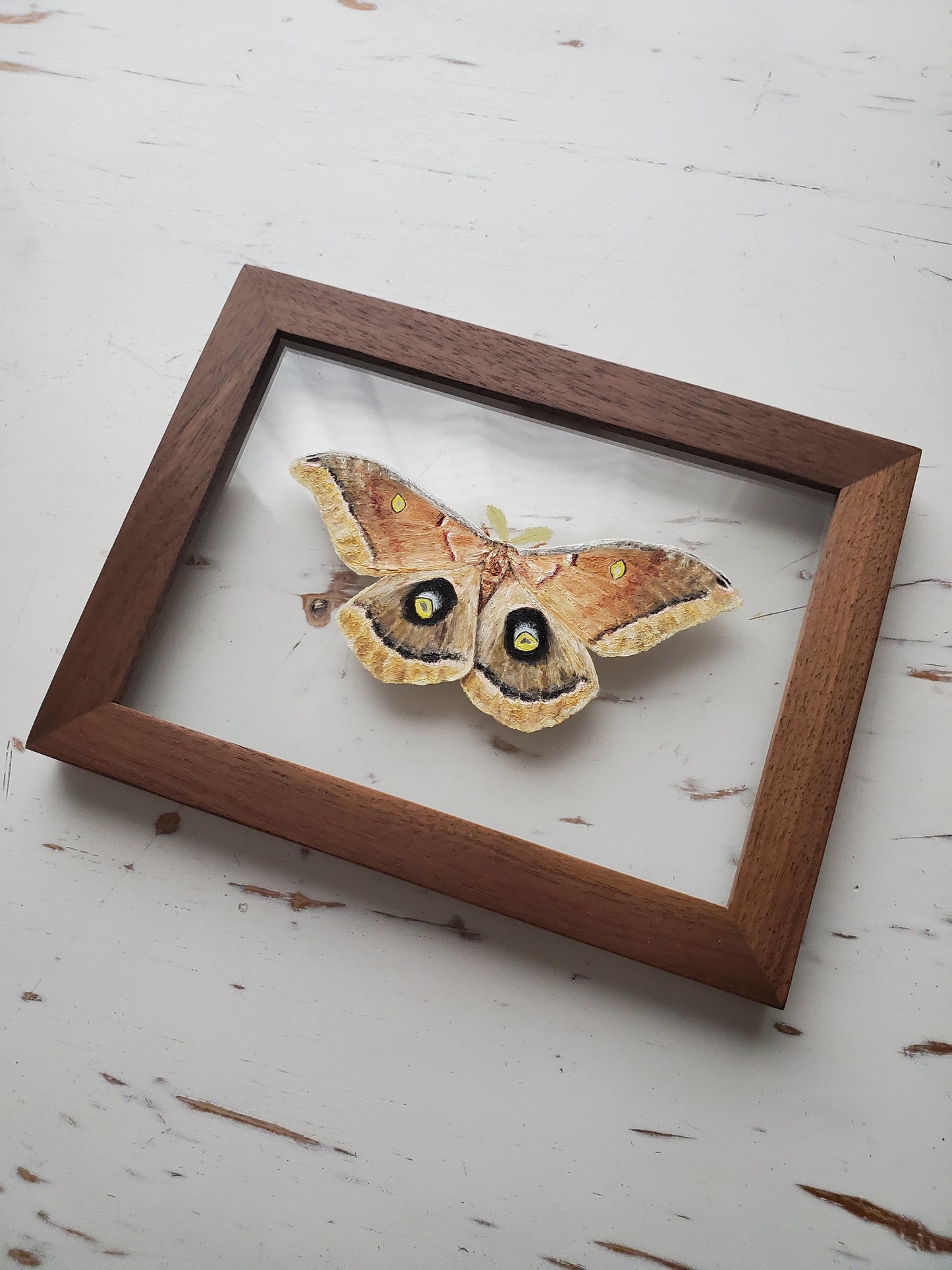 Polyphemus Moth