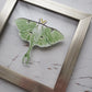 Luna Moth