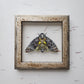 Death's-head Hawkmoth