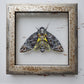 Death's-head Hawkmoth