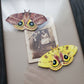 Io Moths + Found Photo
